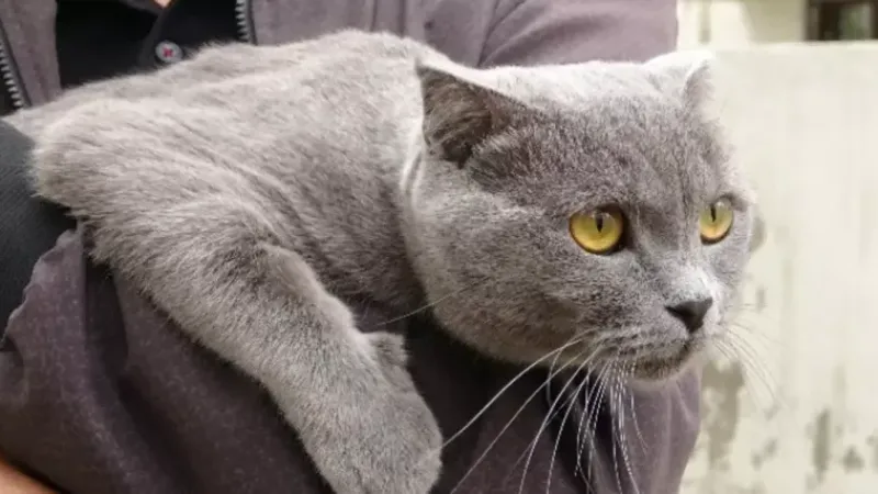  Boşanma protokolüne kedi velayeti eklendi! 